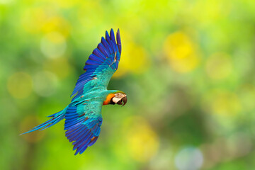 Beautiful Blue and gold macaw parrot flying on green nature background.