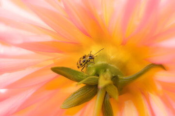 A small insect walking on the back of a flower. - 595736491