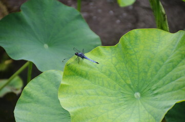 大きな蓮の葉にとまるトンボ