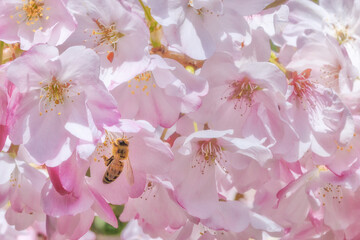 A bee pollenating cherry blossoms.