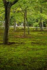 新緑の木々と苔の生えた土