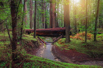 Redwood forest at sunset. - 595736664