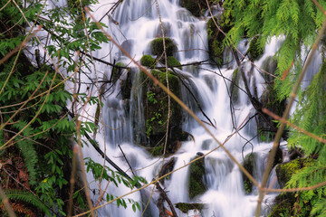 Waterfall through tree limbs. - 595736675