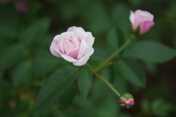 薄いピンク色の小さなバラ