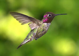 Hummingbird in flight. - 595736895
