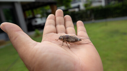 cicada on hand