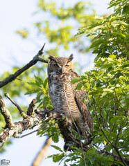 owl great horned