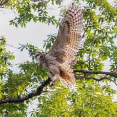 owl great horned