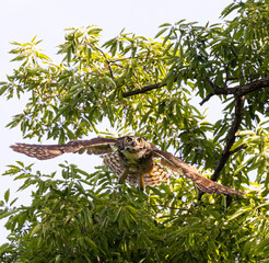 owl great horned