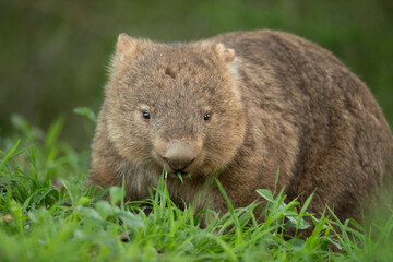 Munching on Grass - During the early morning, a young bare-nosed wombat grazes on a fresh patch of green grass.