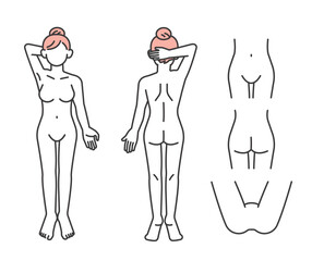女性の人体のベクターイラスト素材／説明図／医療／脱毛