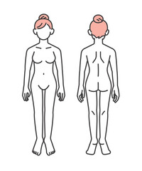 女性の人体のベクターイラスト素材／説明図／医療／脱毛
