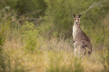 Guarding with caution - An Eastern Grey Kangaroo female displays her matriarchal instincts. Older and more experienced, she carefully guards the joey in her pouch with authority. 