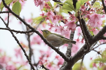 河津桜で遊ぶメジロ
