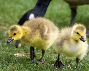 Pair of Goslings hanging out with Mother Goose