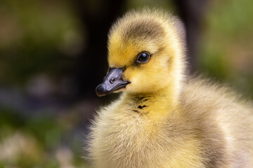 Portrait of a baby Gossling in the Spring at Rio Lake