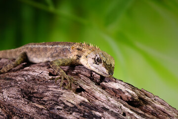 lizard on a tree. Common garden lizard molting on the tree in night time. Selective focus with copy space