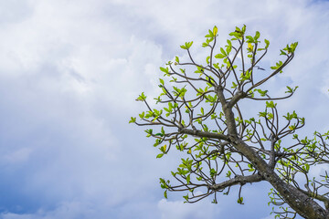 Big Frangipani or plumeria tree on blue sky and clouds background. Dried many branched tree viewed from below with copy text empty blank space.