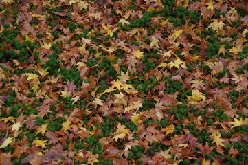 緑色の草の上に落ちた黄色や茶色の紅葉