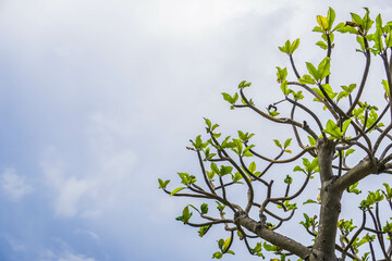 Big Frangipani or plumeria tree on blue sky and clouds background. Dried many branched tree viewed from below with copy text empty blank space.