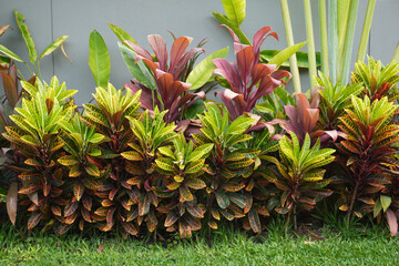 Garden ideas. Decorated garden with colorful Croton(Codiaeum variegatium (L.) ) (or Variegated Laurel, Garden Croton) and ti plant (Cordyline fruticosa) or palm lily, cabbage palm   © Cheattha
