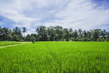 Rice seedlings planted in the soil of paddy fields. Balinese agriculture and food culture. Spring and fresh green season. Growing up in the sun. Blue sky and cloudy Background. Ubud, Bali, Indonesia.
