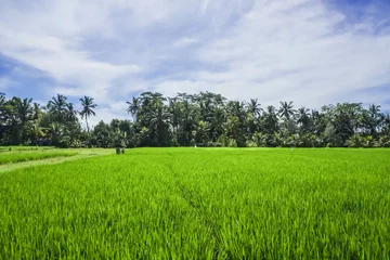 Deurstickers Rice seedlings planted in the soil of paddy fields. Balinese agriculture and food culture. Spring and fresh green season. Growing up in the sun. Blue sky and cloudy Background. Ubud, Bali, Indonesia. © Rizky
