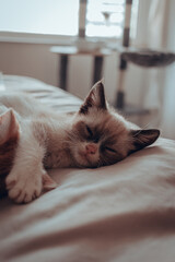 Gatitos 10 semanas (3 meses)