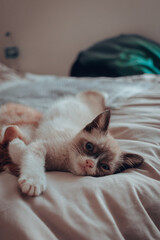 Gatitos 10 semanas (3 meses)