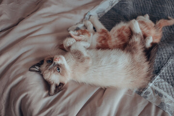 Gatitos 10 semanas (3 meses)