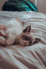 Gatitos 10 semanas (3 meses)