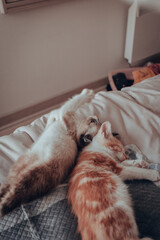 Gatitos 10 semanas (3 meses)