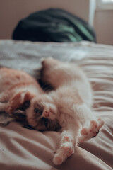 Gatitos 10 semanas (3 meses)