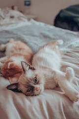 Gatitos 10 semanas (3 meses)