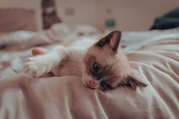 Gatitos 10 semanas (3 meses)