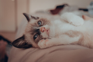 Gatitos 10 semanas (3 meses)