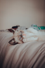 Gatitos de 10 semanas