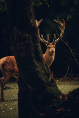 Ciervos Rojos