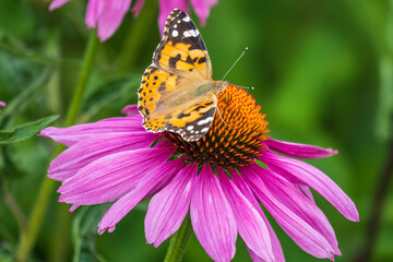Beautiful butterfly painted lady or Vanessa cardui sitting on purple Echinacea flower in the summer. Close up. Macro.