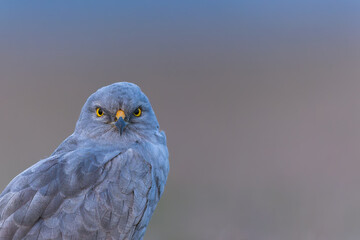 Close-up Portrait of Bird Montagu Harrier Near Chennai India