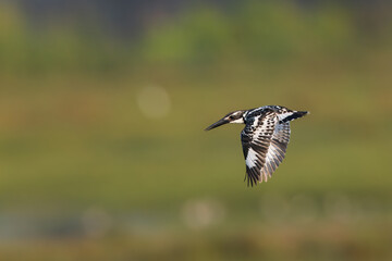 Pied Kingfisher In Flight 