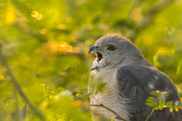 Shikra a Raptor Bird Regurgitating 
