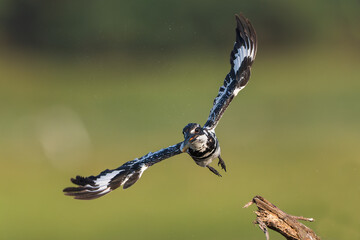 Pied Kingfisher In Flight With a Fish Catch
