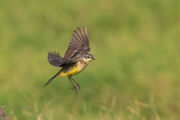Yellow Wagtail Taking Off From Its Perch
