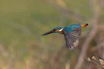 Common Blue Kingfisher in Flight Taking off