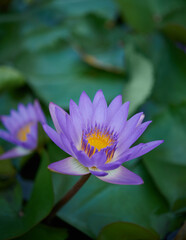 Close up purple lotus flower in garden