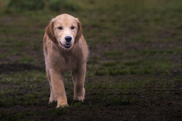 2022-01-22 GOLDEN RETRIEVER PUPPY WALKING STRAIGHT AT THE CAMERA WITH DEEP BLACK EYES AND A BLURRY BACKGROUND
