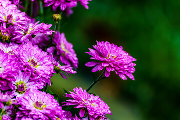 Light purple mum daisy flower for background in vivid color