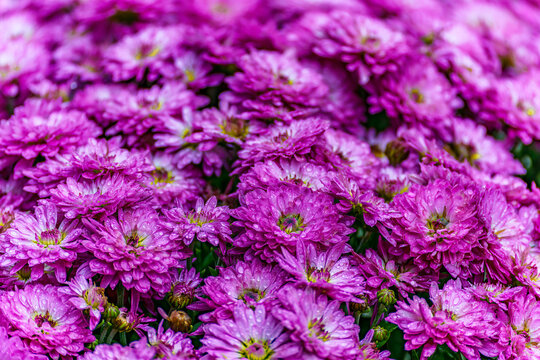 Light purple mum daisy flower for background in vivid color