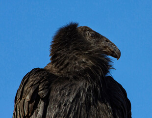 Juvenile California Condor in the wild.